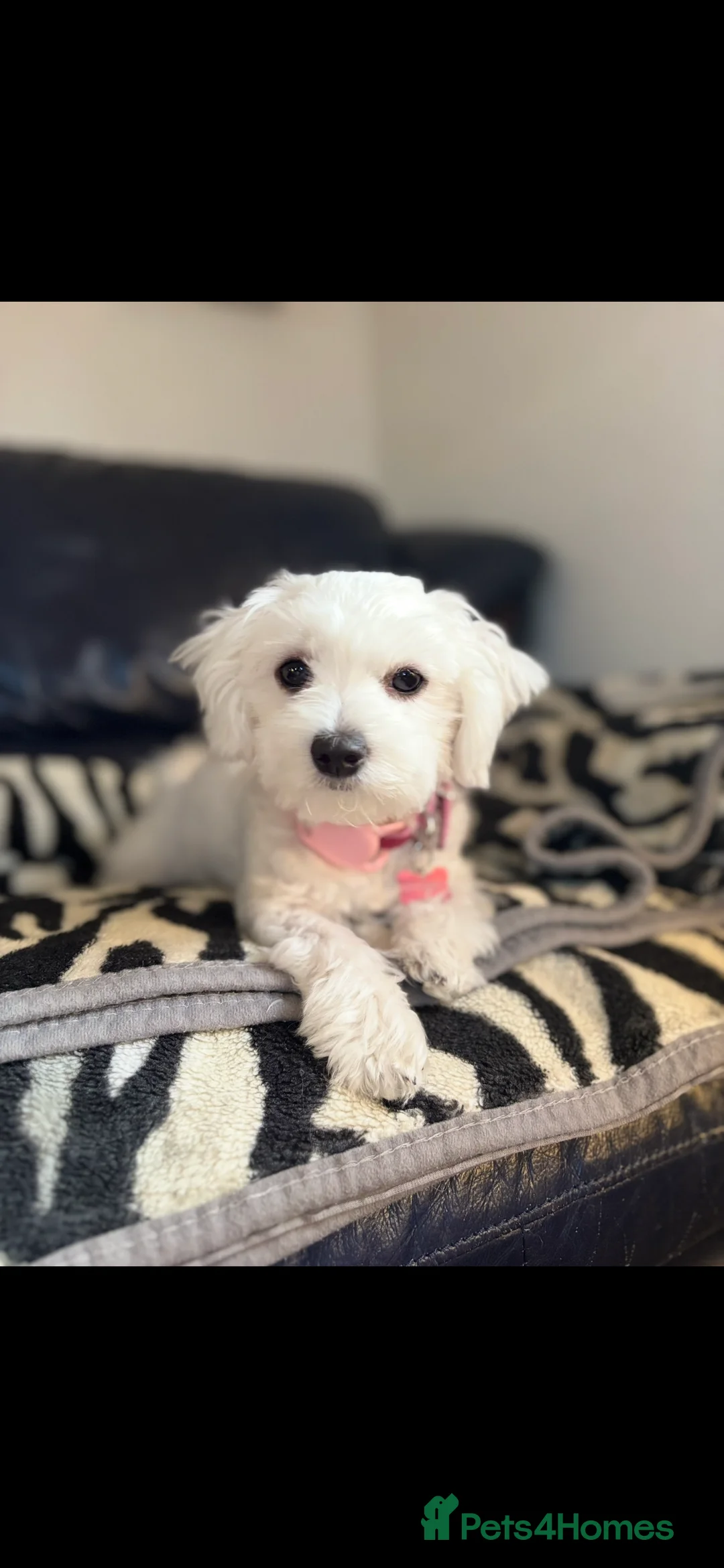 Maltese dogs for sale: Lily - 5 generation KC registered Maltese - Advert 3