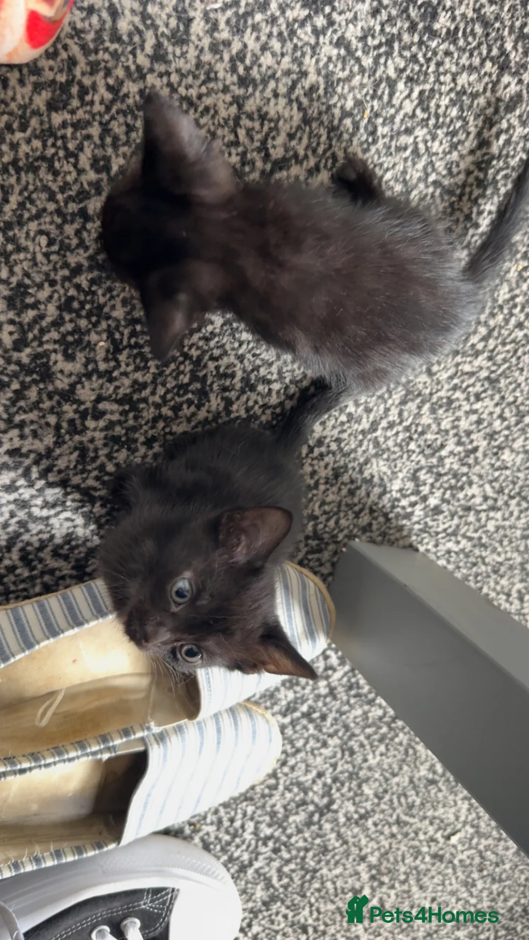 Mixed Breed cats for sale: Tabby kittens for sale - B31 - Advert 13