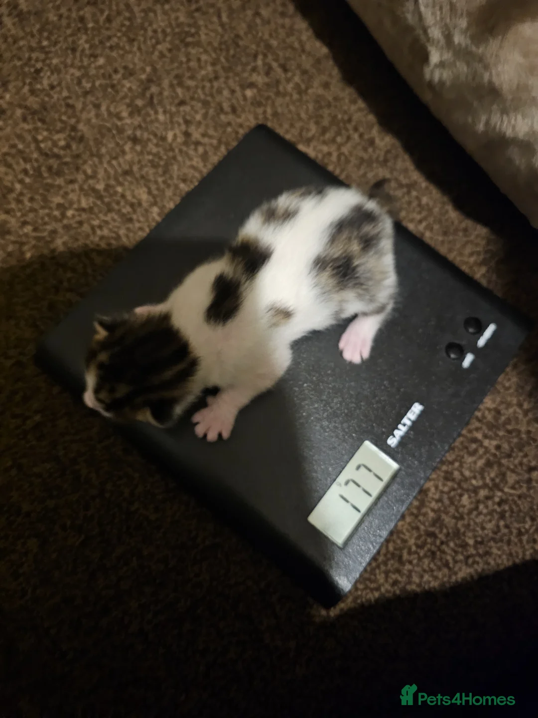 Bengal cats for sale: Cute cross bengal kitten available - Advert 5