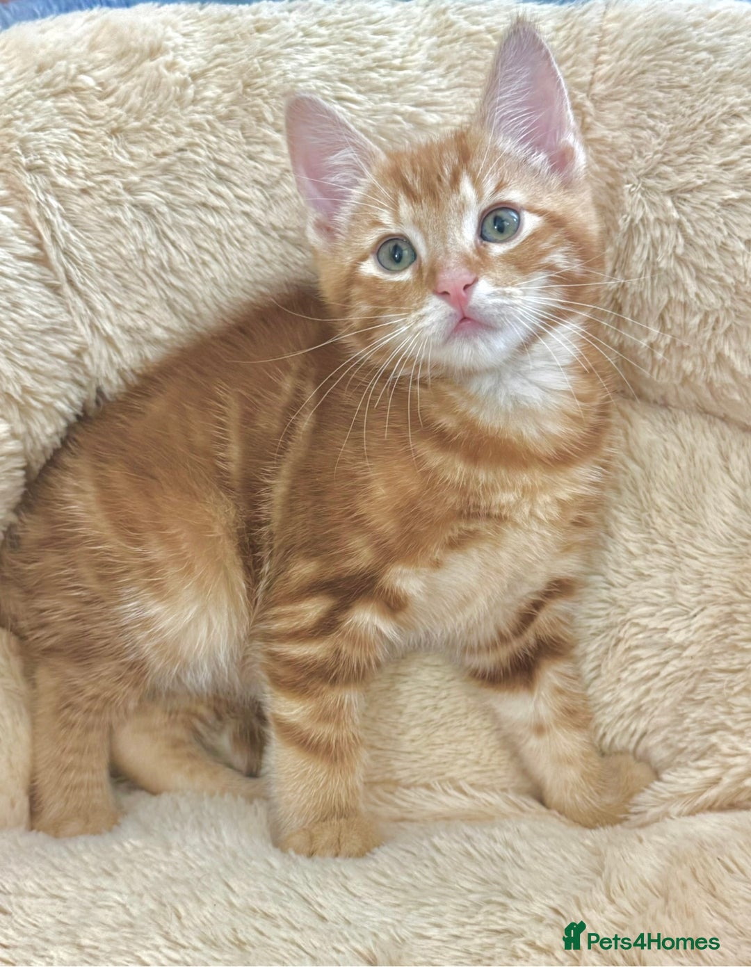 Mixed Breed cats for sale: GORGEOUS THREE MUSKETEERS - Advert 9
