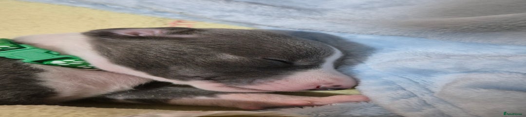 Whippet Puppy 3