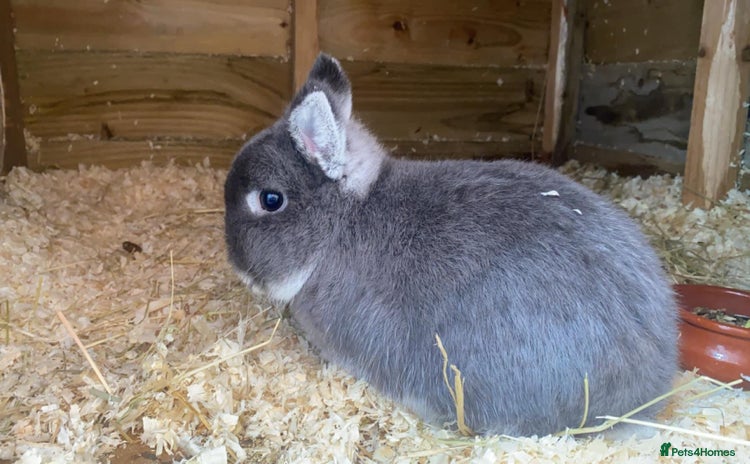 Netherland Dwarf rabbits in Leeds - Advert 16