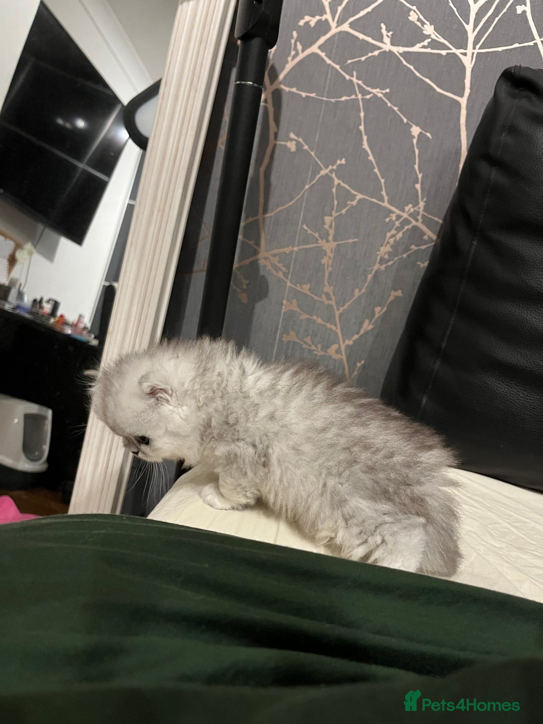 Persian cats for sale: Pure Persian kittens for sale  - Advert 9