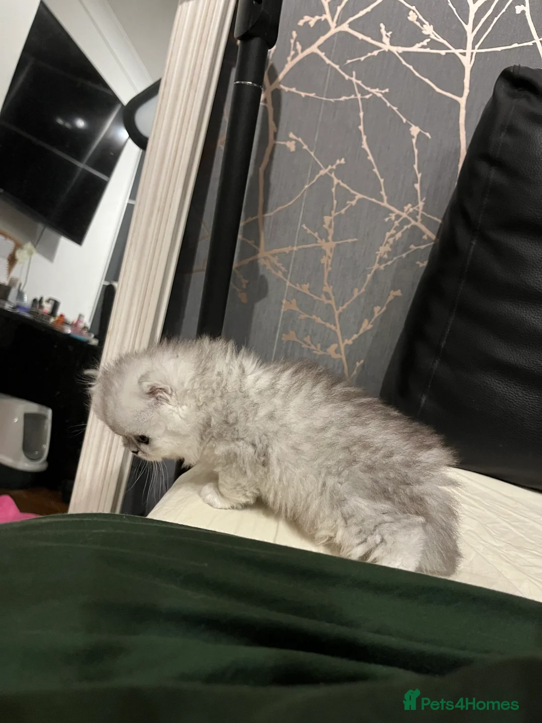 Persian cats for sale: SOLD .  - Advert 9