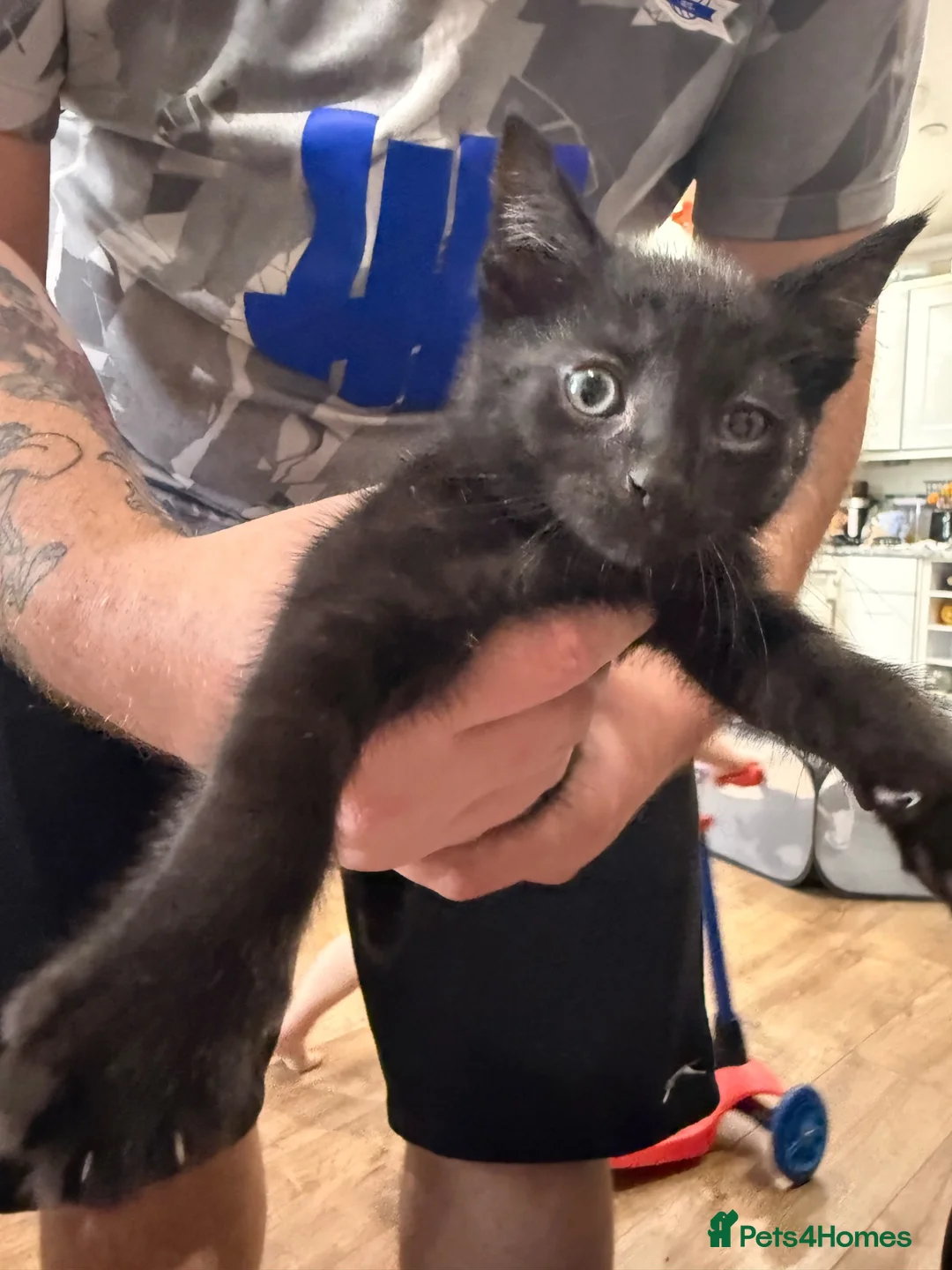 British Shorthair cats for sale: 2 British short hair cross  - Advert 7