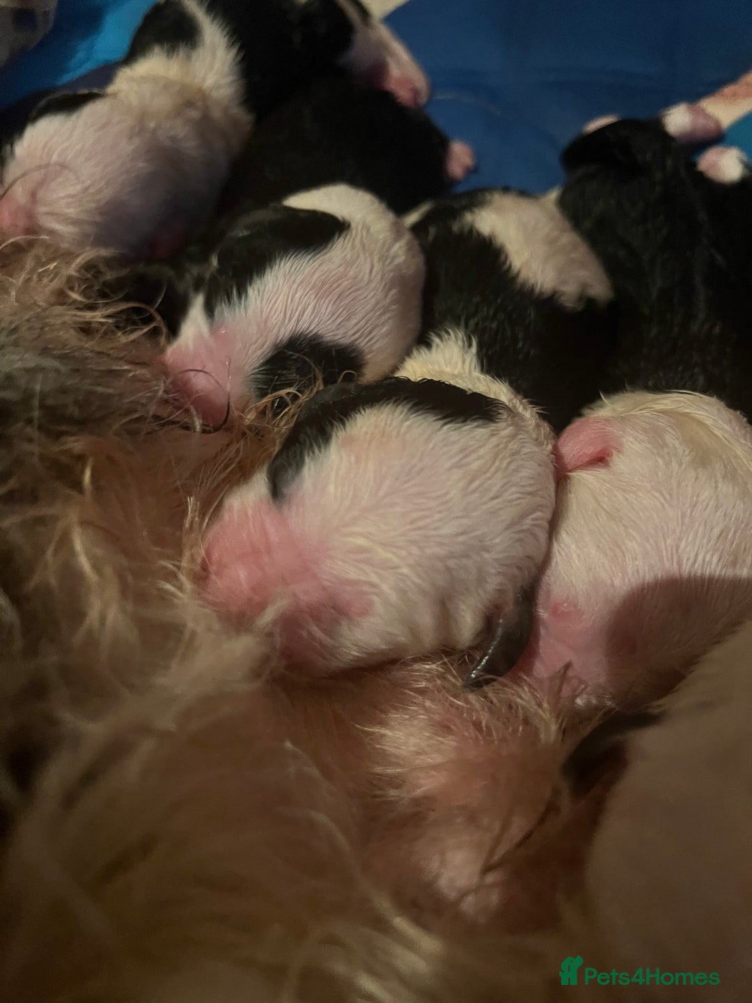 Sheepadoodle dogs for sale: Sheepadoodle Puppies -4 Female, 3 Male - Image 27