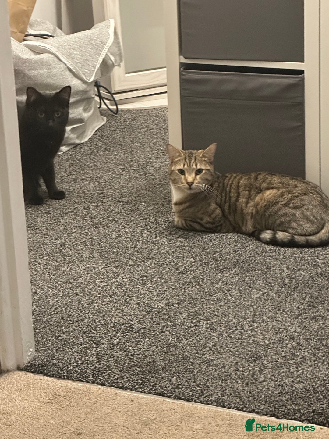 British Shorthair cats for sale: Loki Short Hair Tabby with white Chest - Advert 7