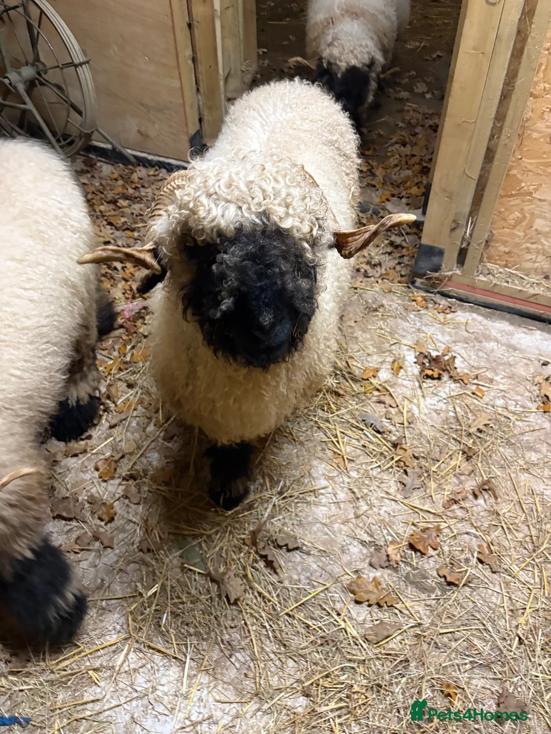 Sheep livestock for sale: Black valais sheep x3 - Advert 2