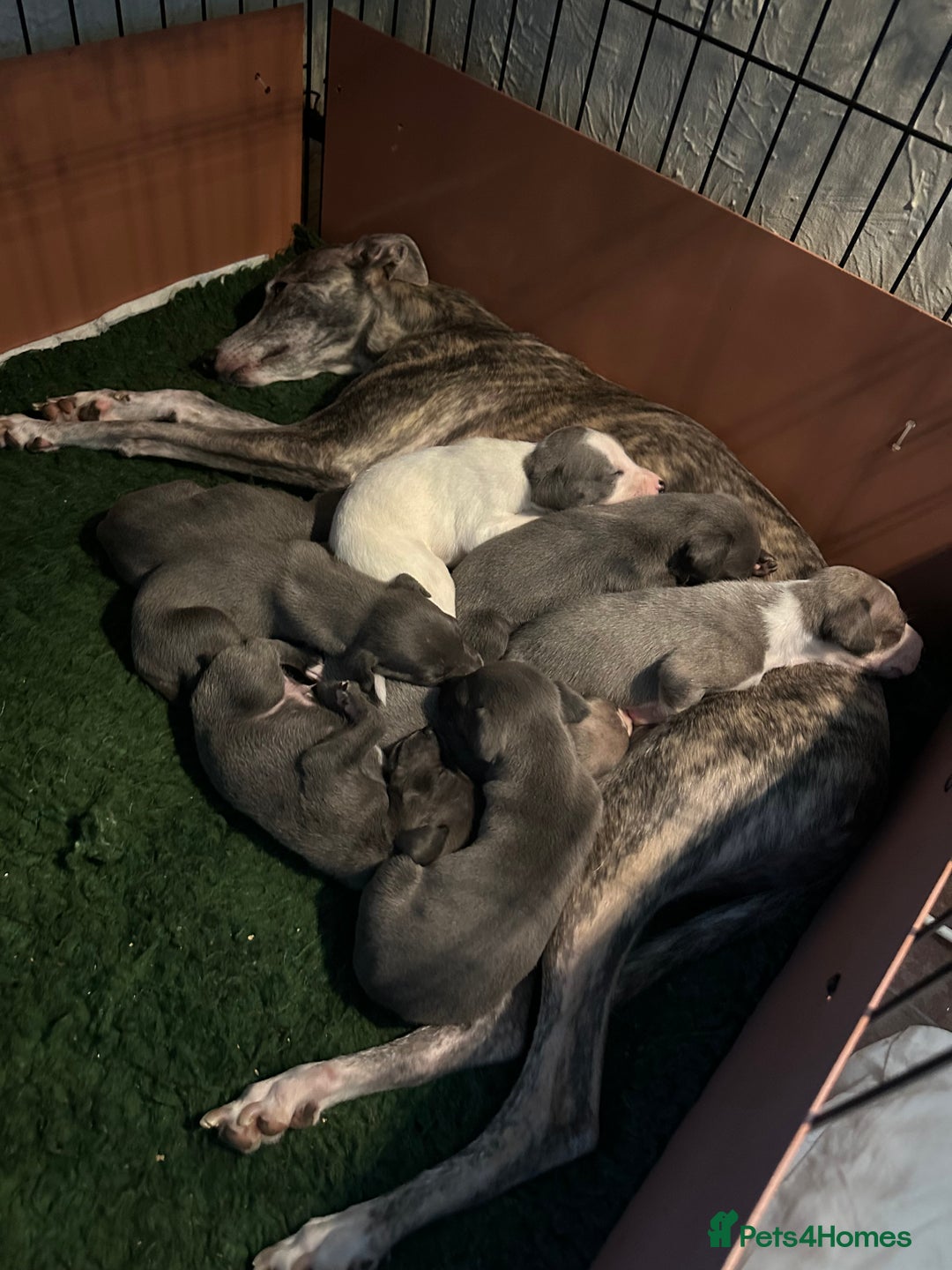 Mixed Breed dogs for sale: Whippet x Italian Greyhound Pups - Advert 25