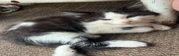 Mixed Breed cats for sale: 6 kittens for sale  - Advert 12