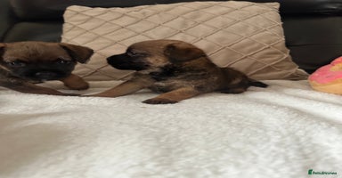 Border Terrier dogs - Advert 2