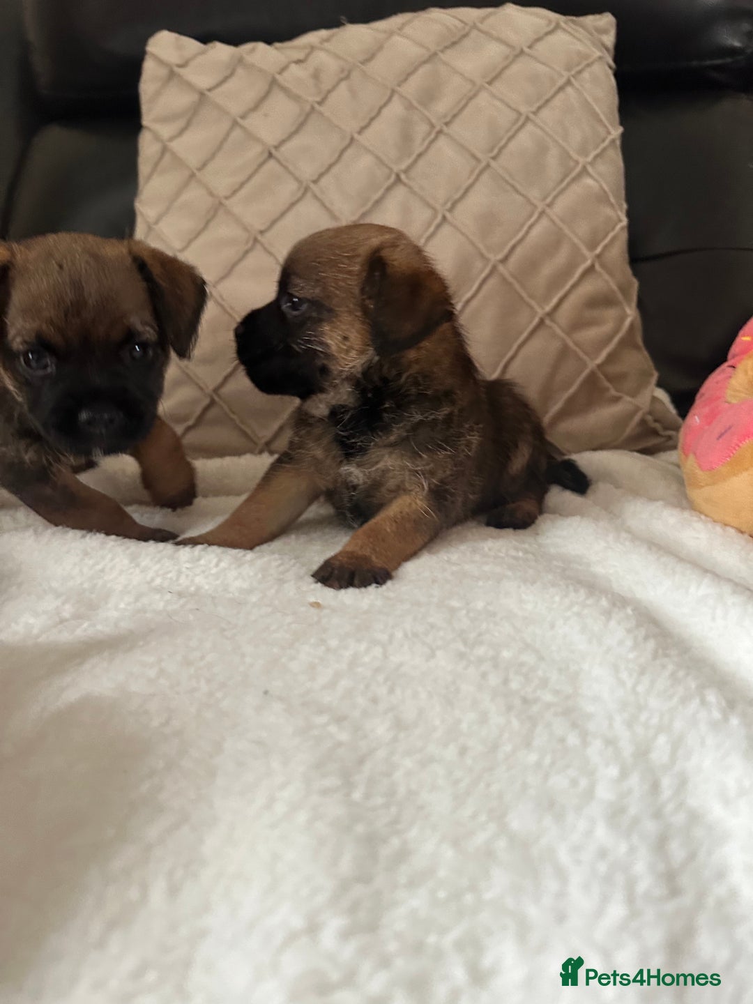 Border Terrier dogs for sale: Stunning litter of border terrier puppies  - Image 4