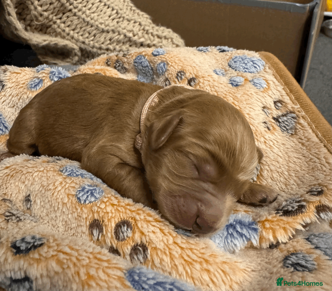 Cockapoo dogs for sale: Beautiful Fox Red Cockapoos - Advert 17