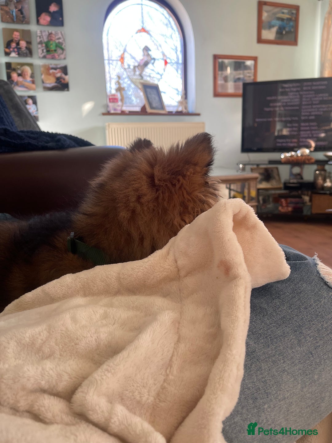 German Shepherd dogs for sale: German Shepherd MALE - Huge  - Advert 38