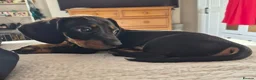 Miniature Dachshund dogs for sale: Miniature Dachshund male puppy Ready to leave now - Advert 1