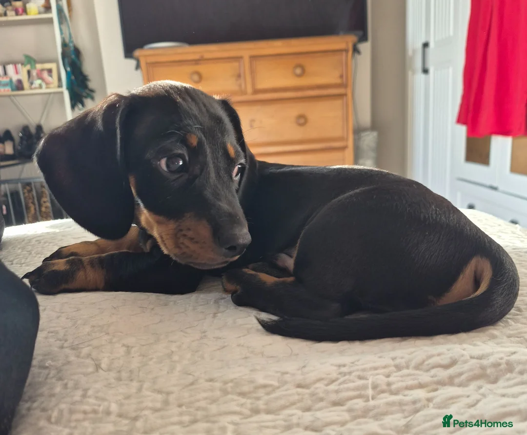 Miniature Dachshund dogs for sale: Miniature Dachshund male puppy Ready to leave now - Advert 1