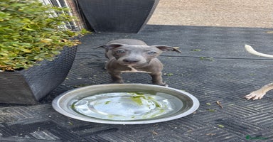 Whippet dogs - Advert 6