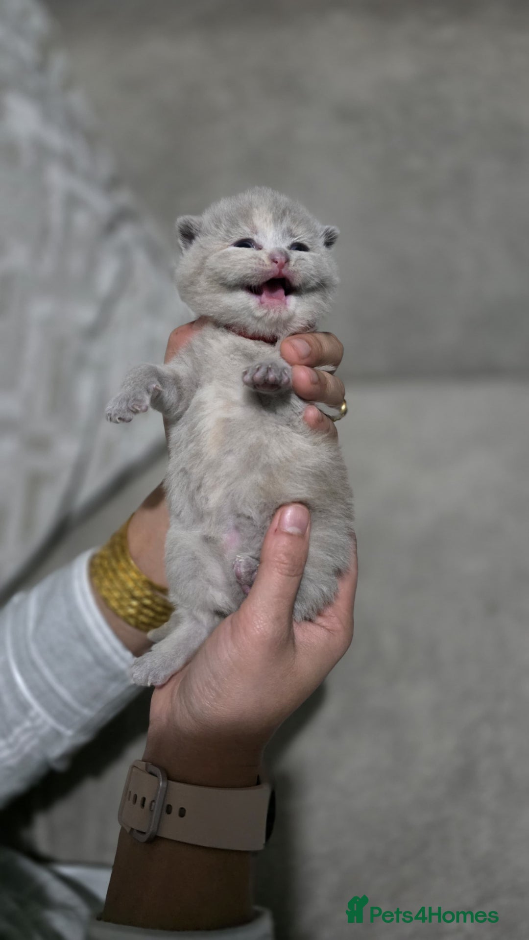 British Shorthair cats for sale: ** LAST ONE LEFT BLUE MALE British Shorthair ** - Advert 3