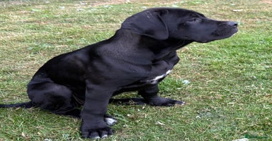 Cane Corso dogs - Advert 10