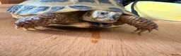 Tortoise reptiles for sale: Female tortoise girl  - Advert 3