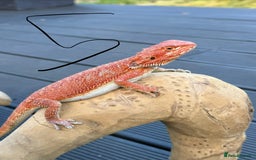 Bearded Dragon reptiles for sale: Bearded Dragon Red Monster - Advert 3