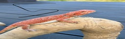 Bearded Dragon reptiles for sale: Bearded Dragon Red Monster - Advert 3