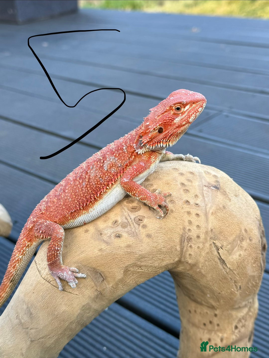 Bearded Dragon reptiles for sale: Bearded Dragon Red Monster - Advert 3