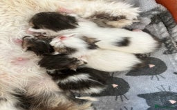 Persian cats for sale: Quality GCCF Registered Pure Persian Kittens  - Image 3