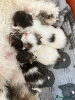 Persian cats - Advert 2