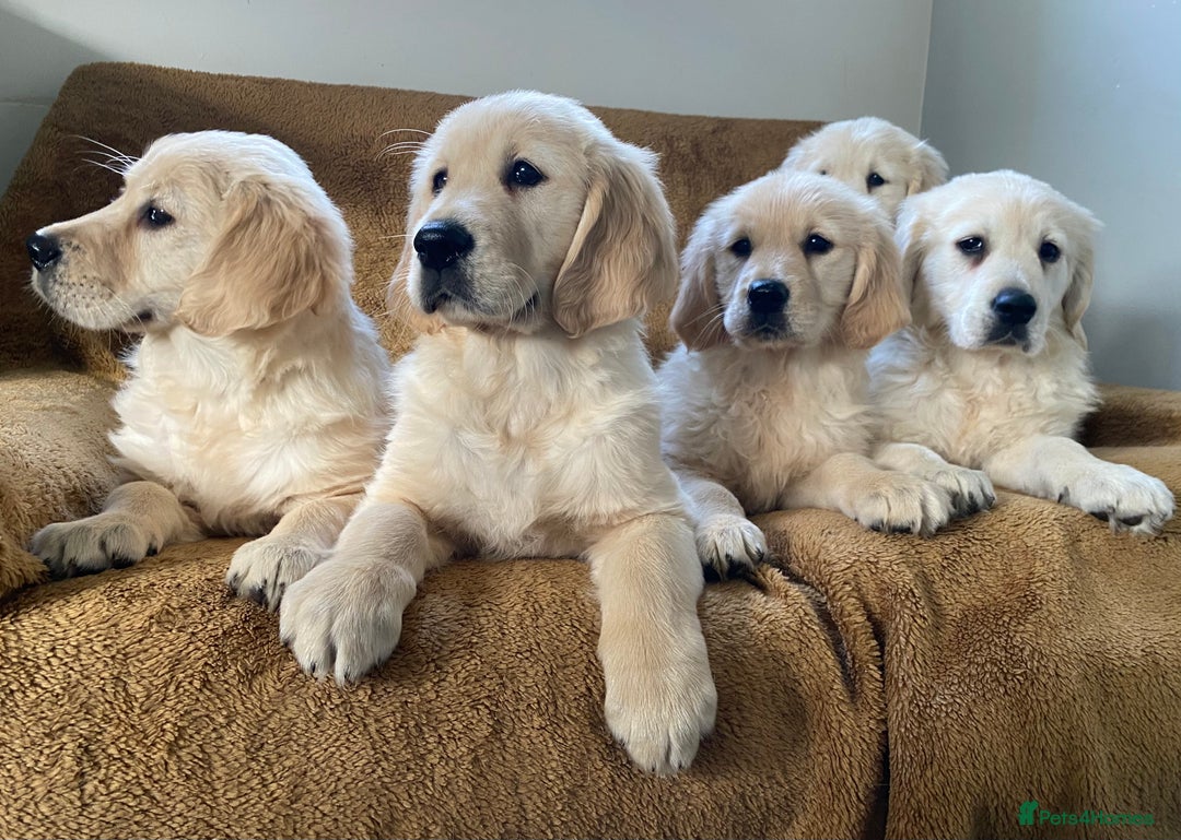 Golden Retriever dogs for sale: KC Registered Golden Retriver Puppies - Image 1