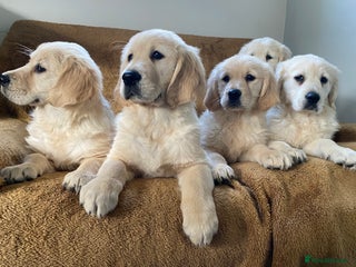 Golden Retriever dogs - Advert 11