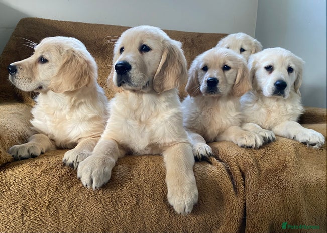 Golden Retriever dogs - Advert 3