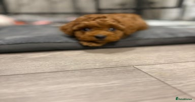 Cavapoo dogs - Advert 11