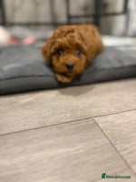 Cavapoo dogs - Advert 3