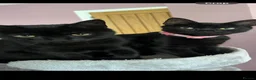 Domestic Shorthair cats for sale: Two beautiful male kittens.  - Advert 1