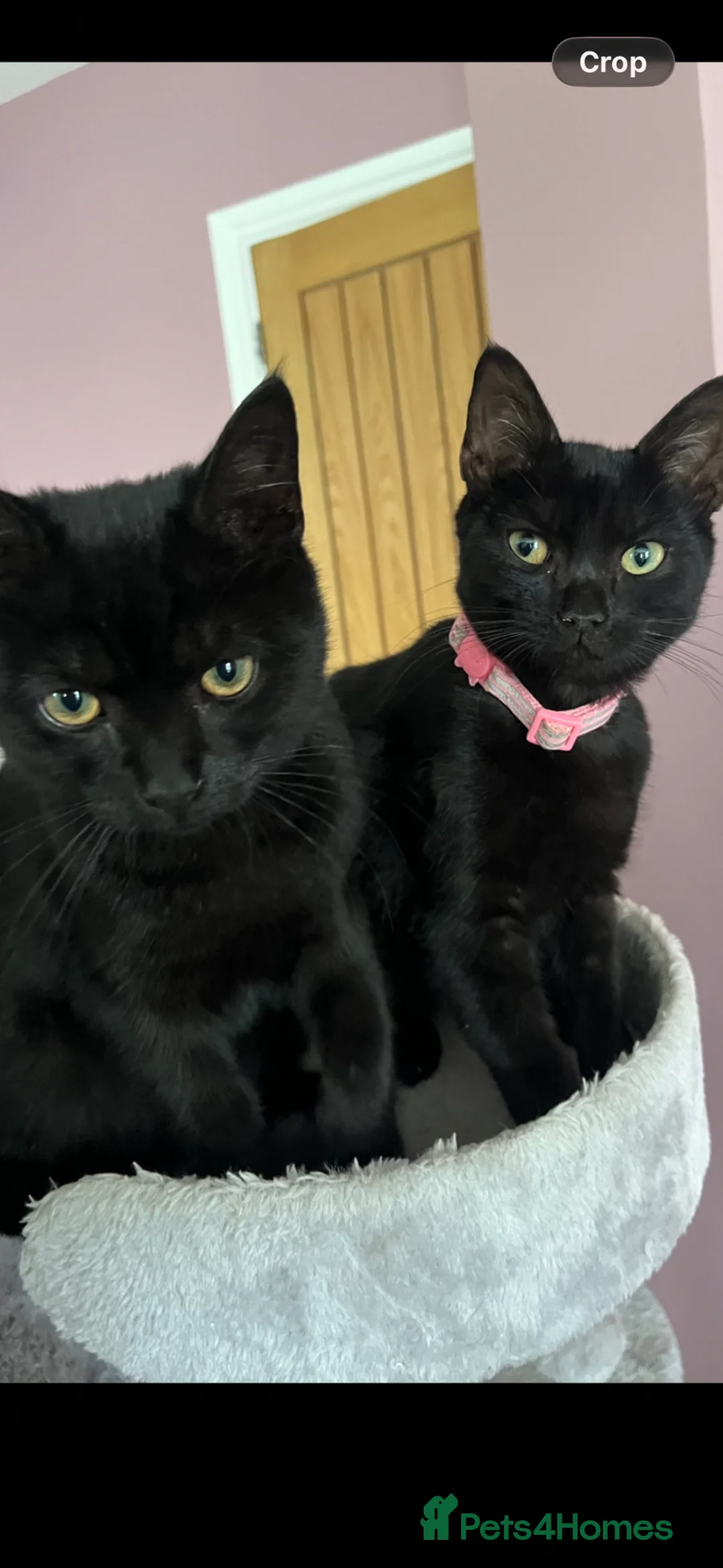 Domestic Shorthair cats for sale: Two beautiful male kittens.  - Advert 1