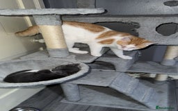 Mixed Breed cats for sale: kitten 6 months old - Image 1