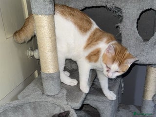 Mixed Breed cats - Advert 18