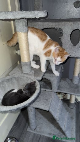 Mixed Breed cats - Advert 15