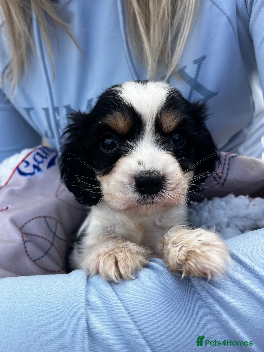 Cocker Spaniel dogs for sale: Beautiful cocker spaniel puppies  in Stoke-on-Trent - Advert 16