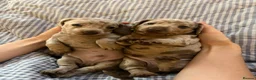 Dachshund dogs for sale: 1 Dachsund left! Ready to leave  - Advert 5