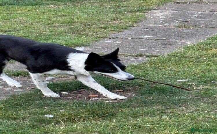Border Collie dogs - Advert 3