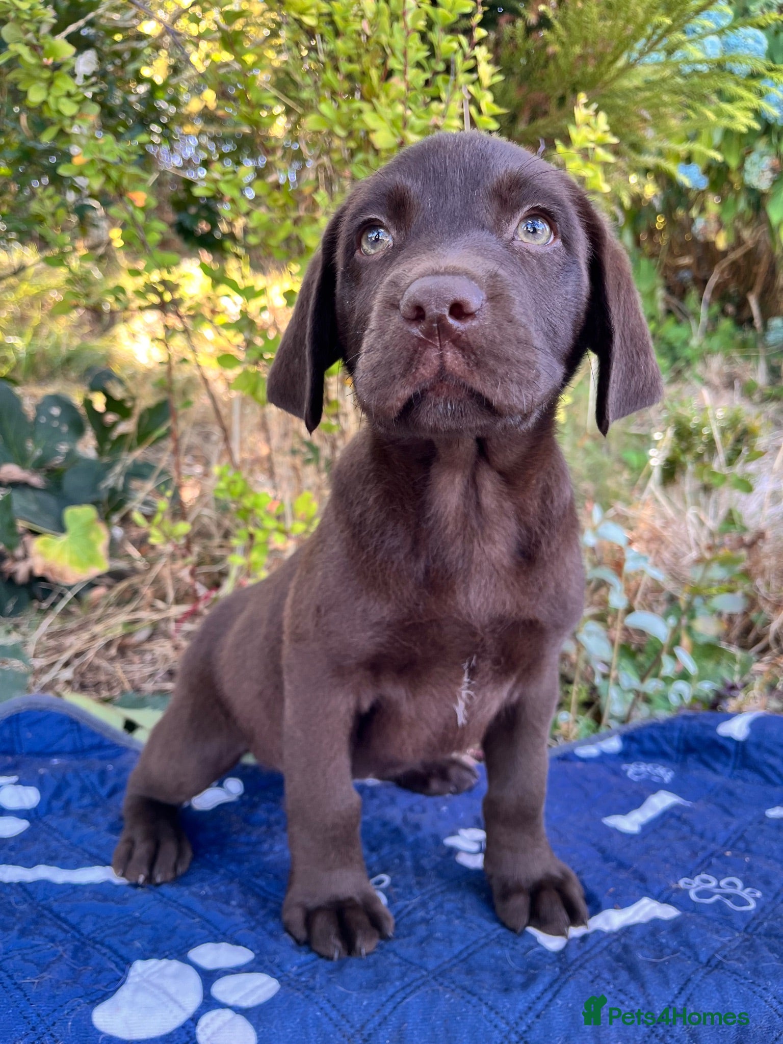 Labrador Retriever dogs Chocolate Extenively health Tested ready mon - Advert 1