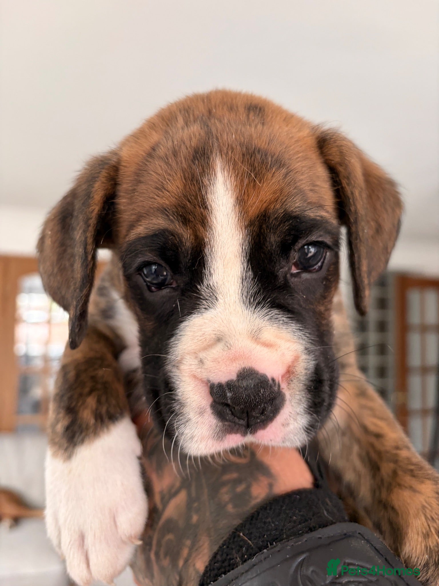 Boxer dogs 9 Beautiful Boxer Puppies - Advert 2