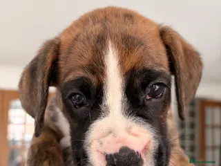 Boxer dogs 9 Beautiful Boxer Puppies - Advert 2