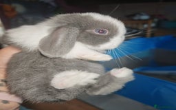 Mini Lion Lop rabbits for sale: Mini Holland lops/ lion lops - Image 6
