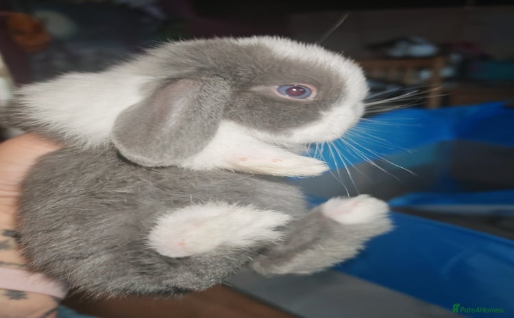 Mini Lion Lop rabbits - Advert 5