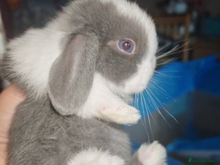 Mini Lion Lop rabbits - Advert 23