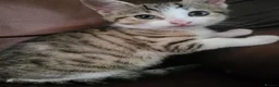 Mixed Breed cats for sale: Female bengal cross kitten left.  - Advert 3