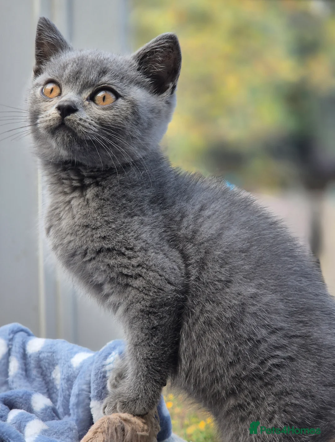 British Shorthair cats for sale: Stunning BSH kitten GCCF Reg Champion sired - Advert 29